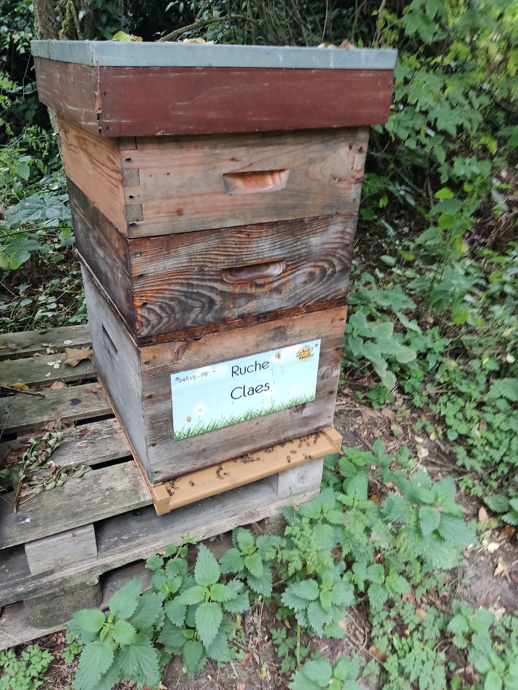 La ruche Claes