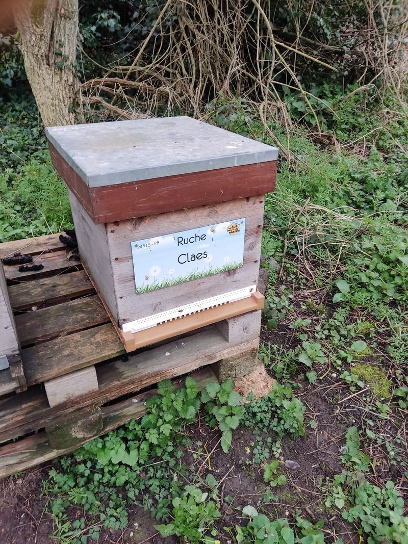 La ruche Claes