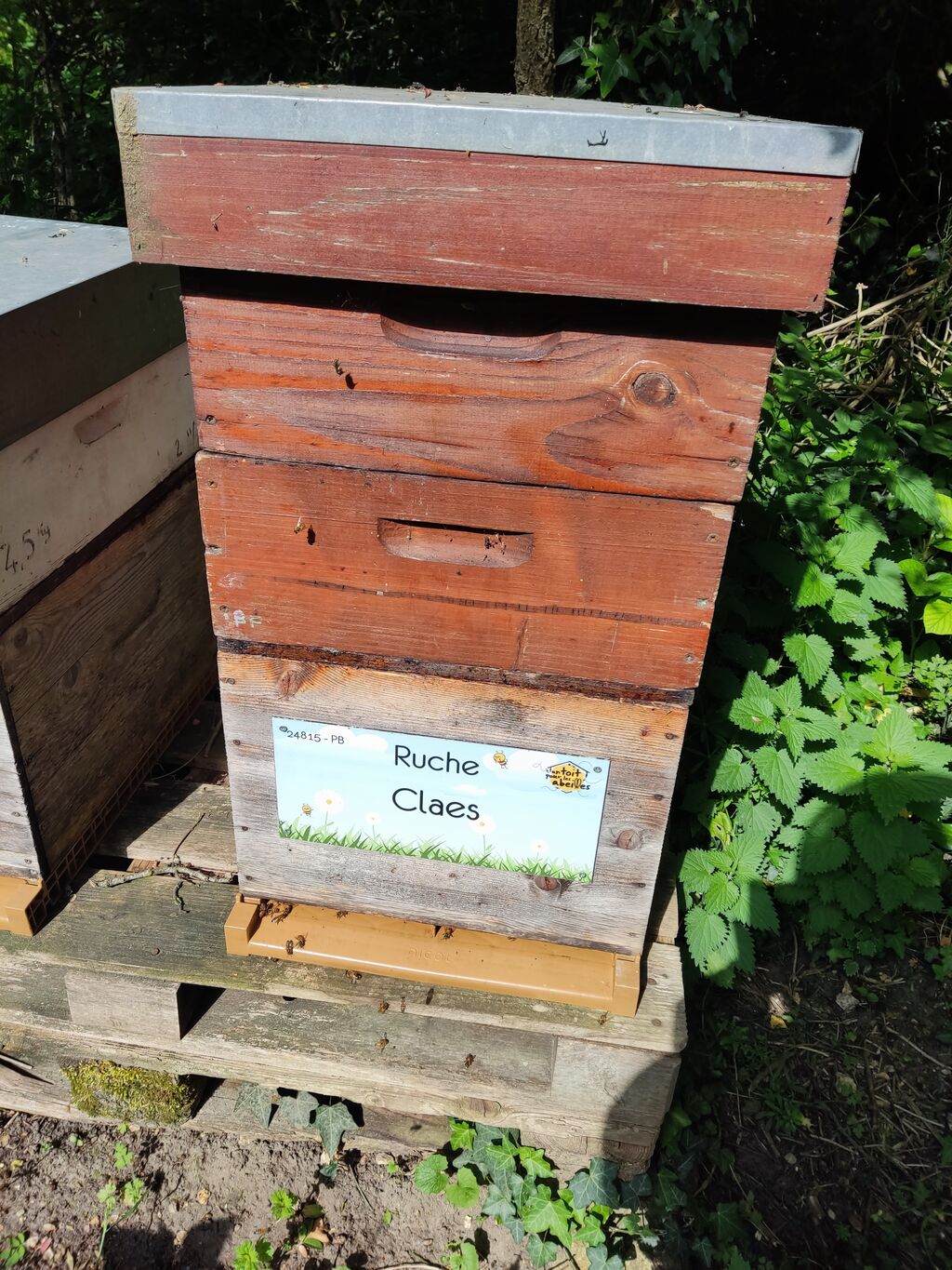 La ruche Claes