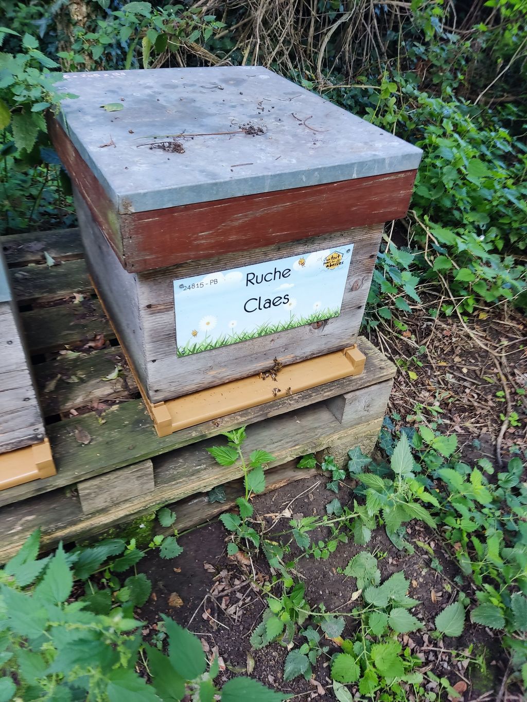 La ruche Claes