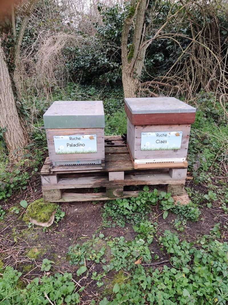 La ruche Claes