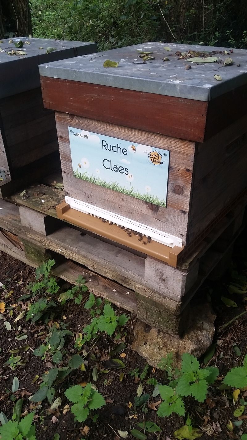 La ruche Claes