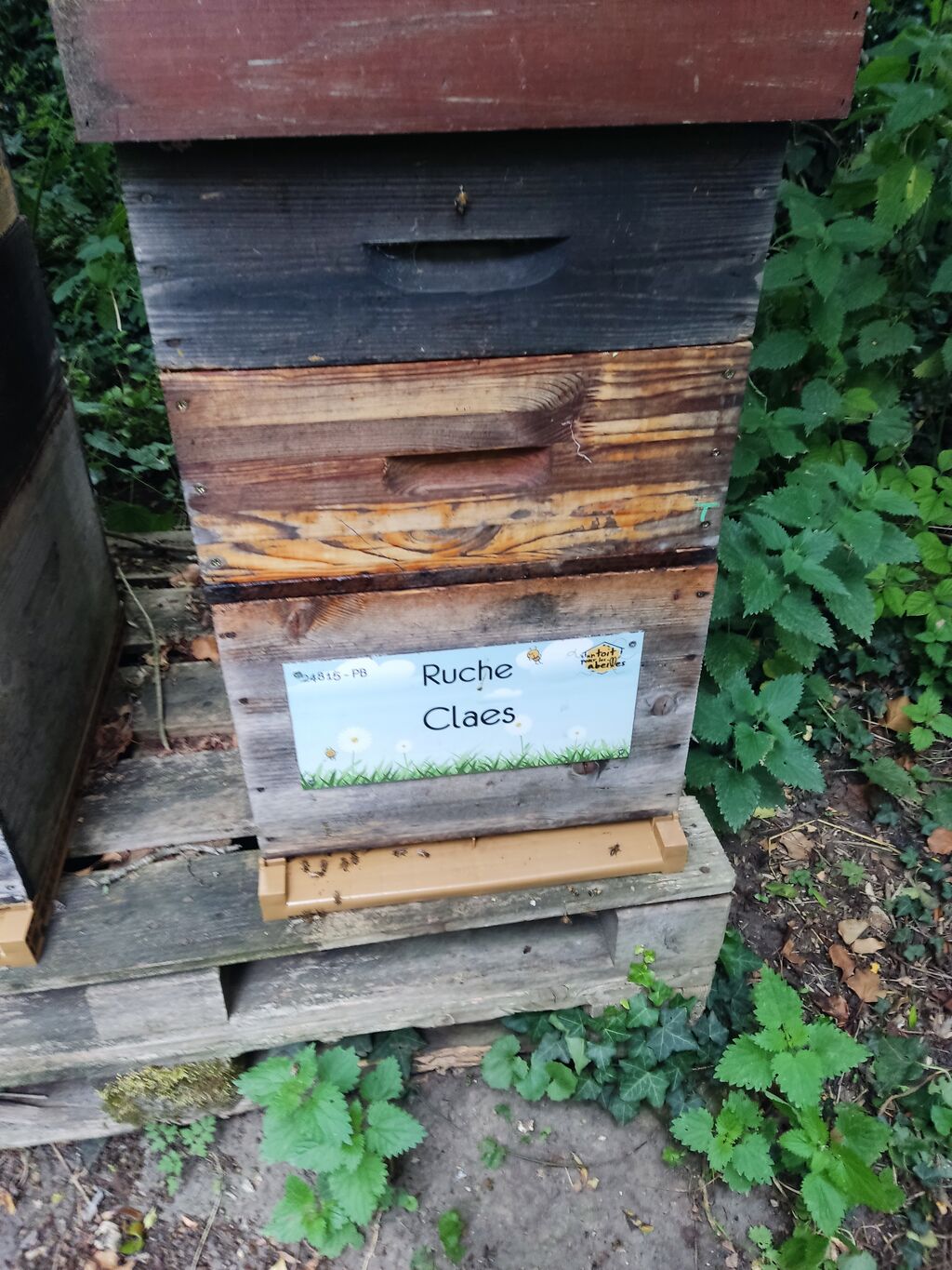 La ruche Claes