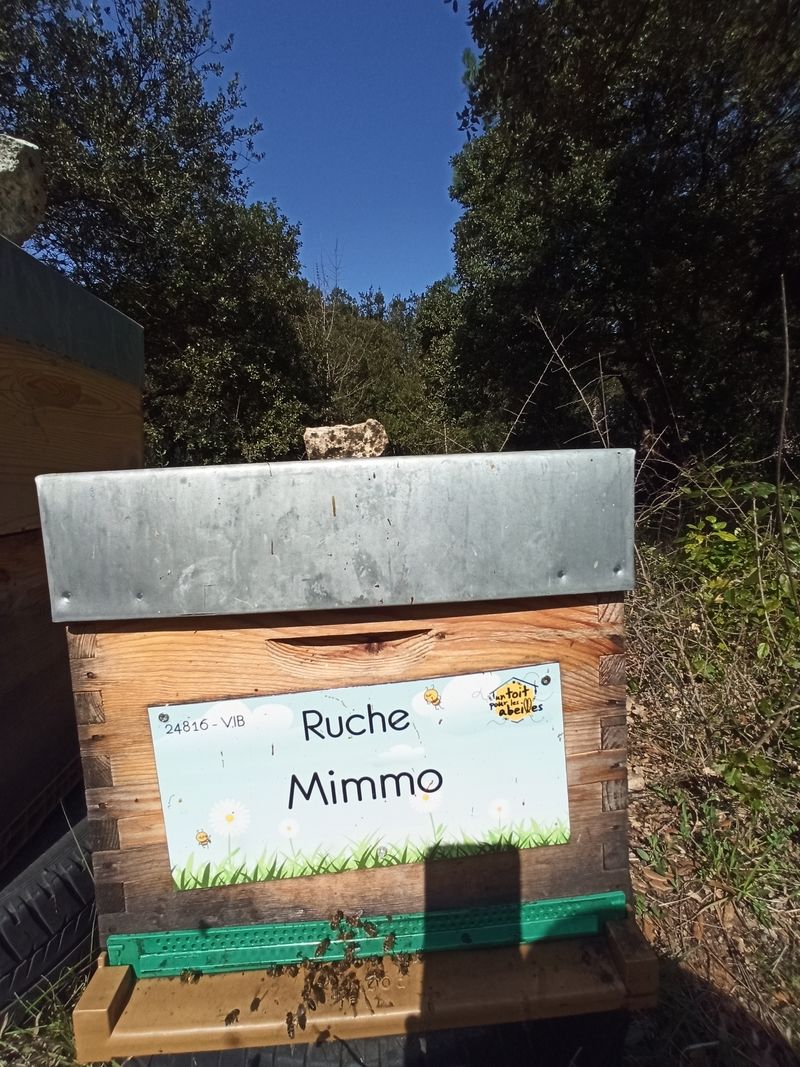 La ruche Mimmo