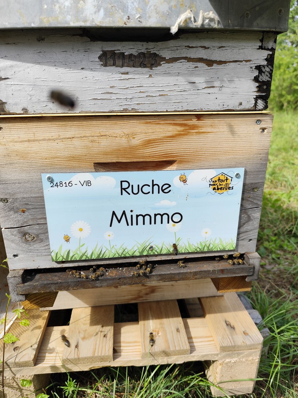 La ruche Mimmo