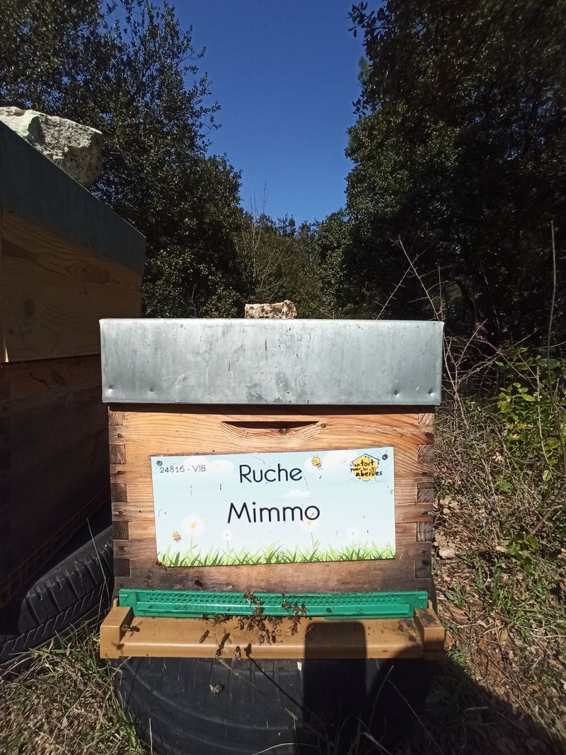 La ruche Mimmo