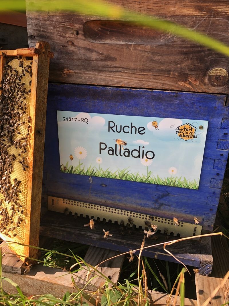 La ruche Palladio