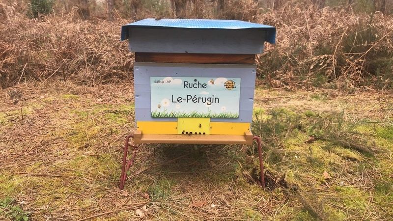 La ruche Le-Pérugin
