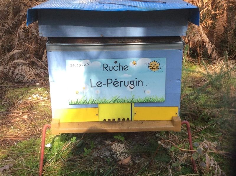 La ruche Le-Pérugin