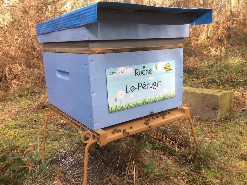 La ruche Le-Pérugin