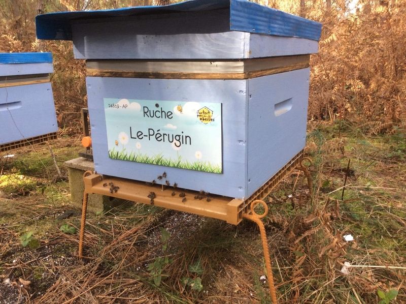 La ruche Le-Pérugin