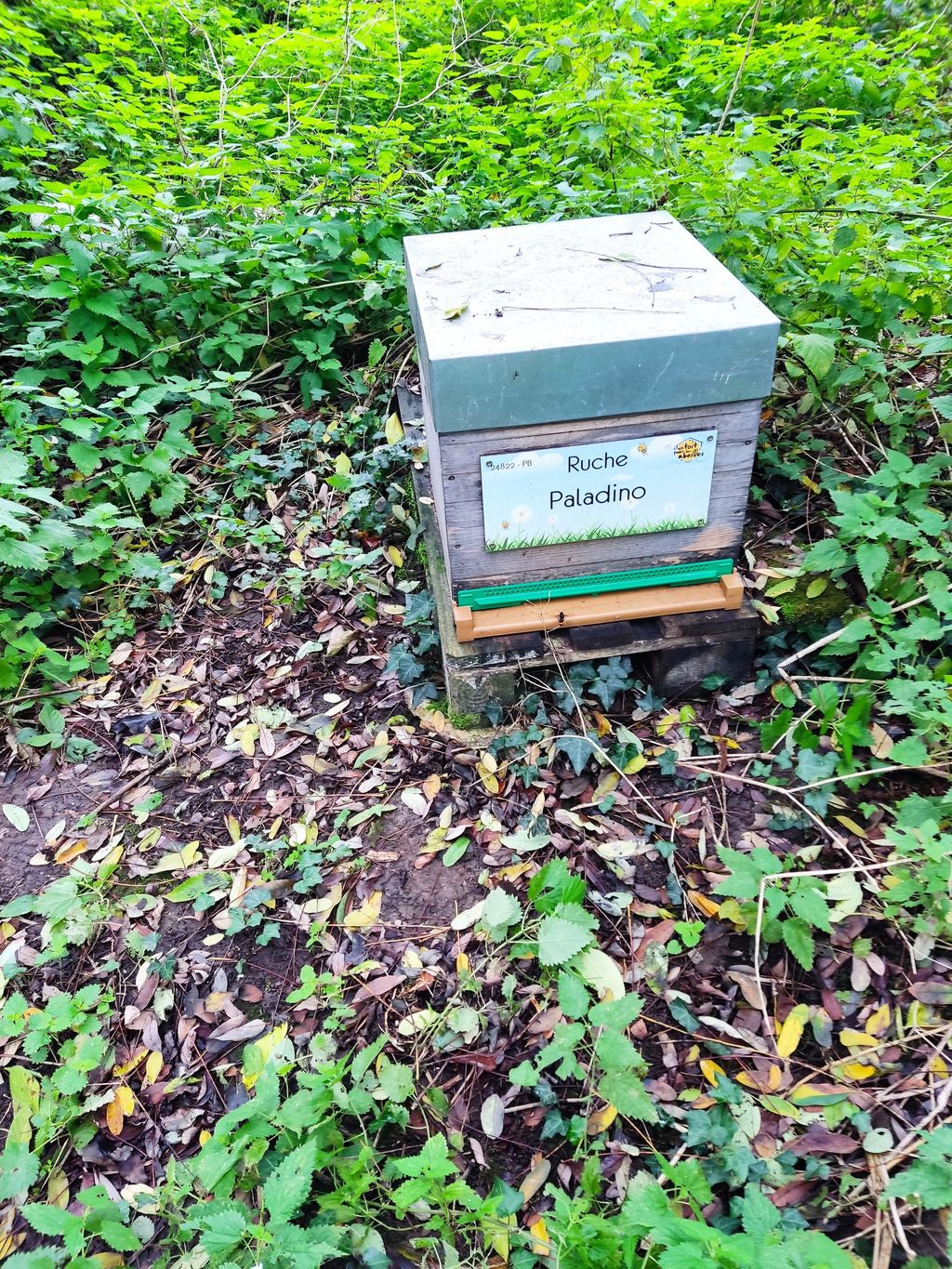 La ruche Paladino