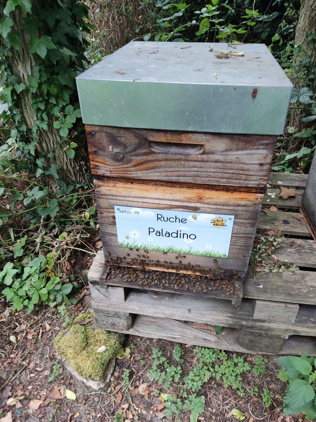 La ruche Paladino