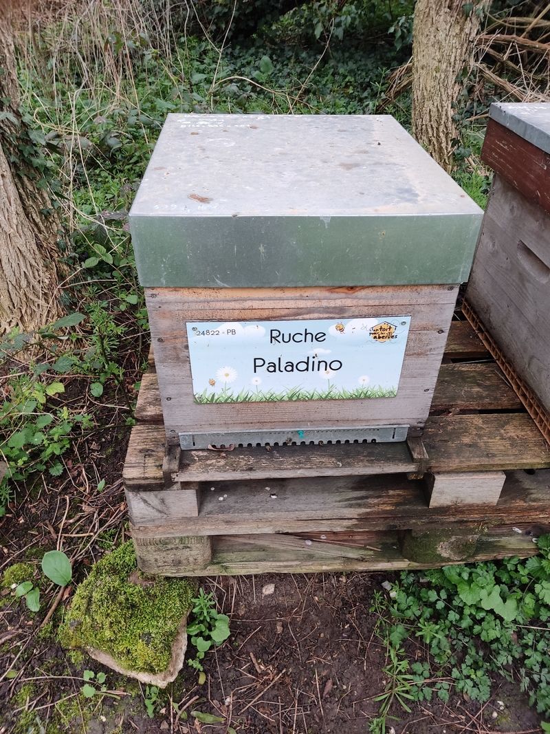 La ruche Paladino