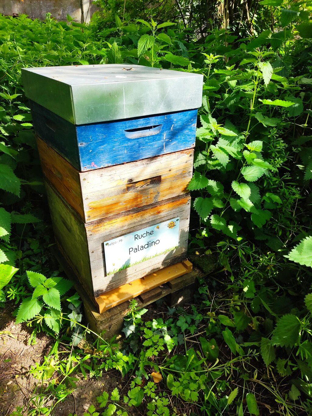 La ruche Paladino