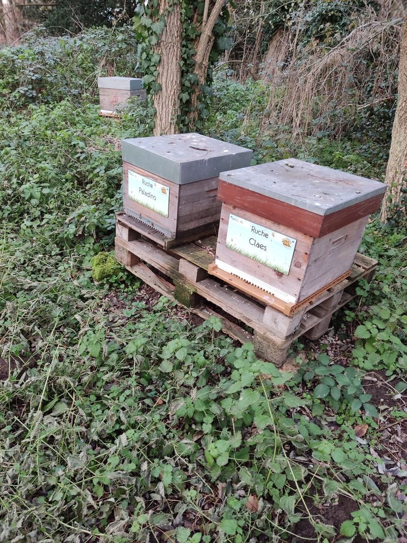 La ruche Paladino