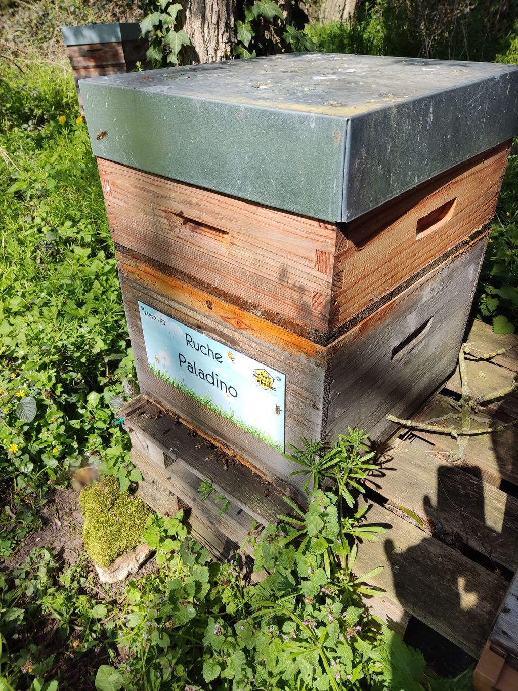 La ruche Paladino