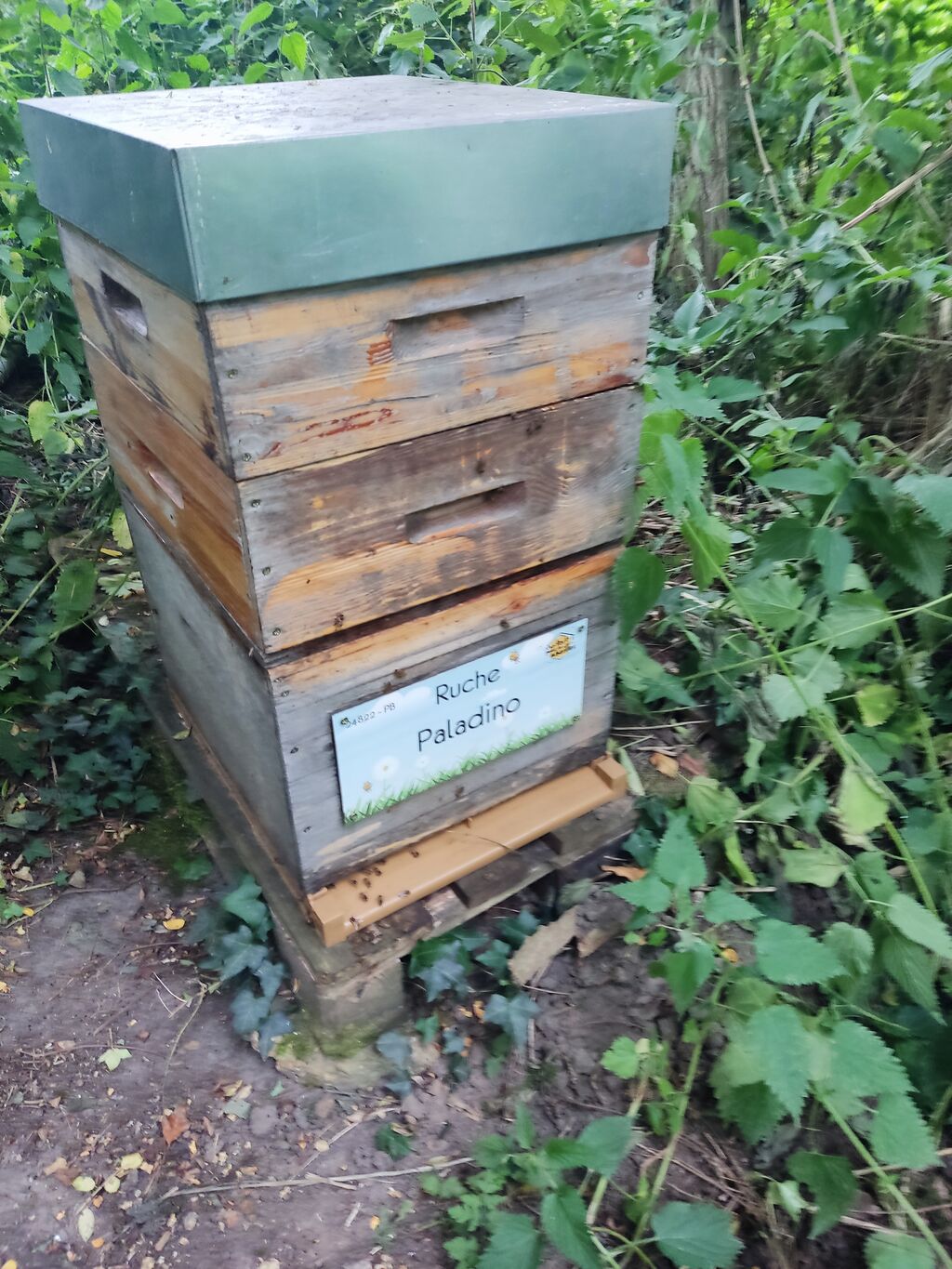 La ruche Paladino
