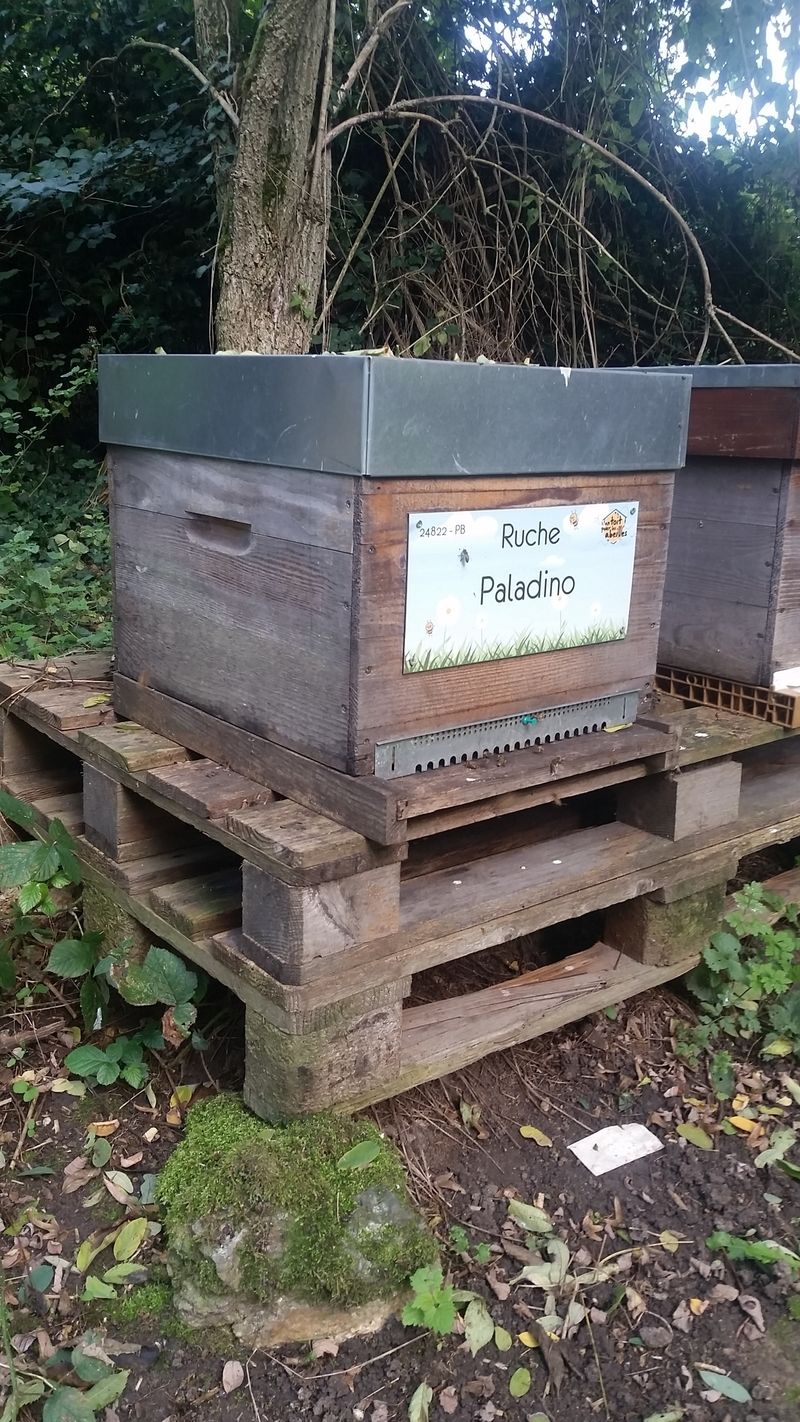 La ruche Paladino