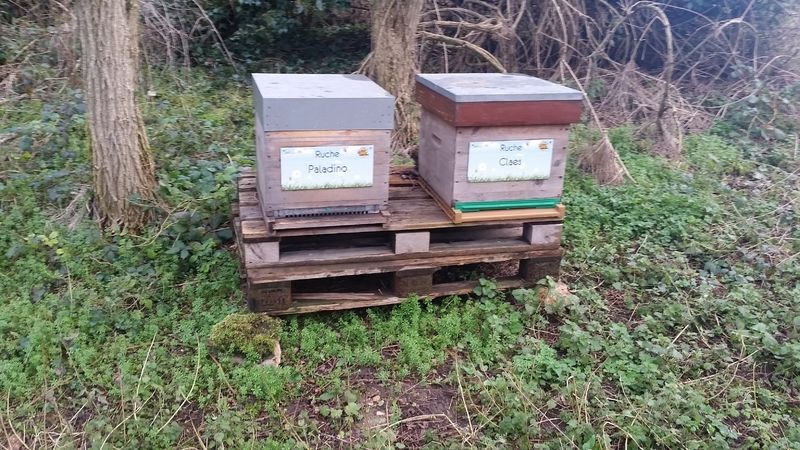 La ruche Paladino