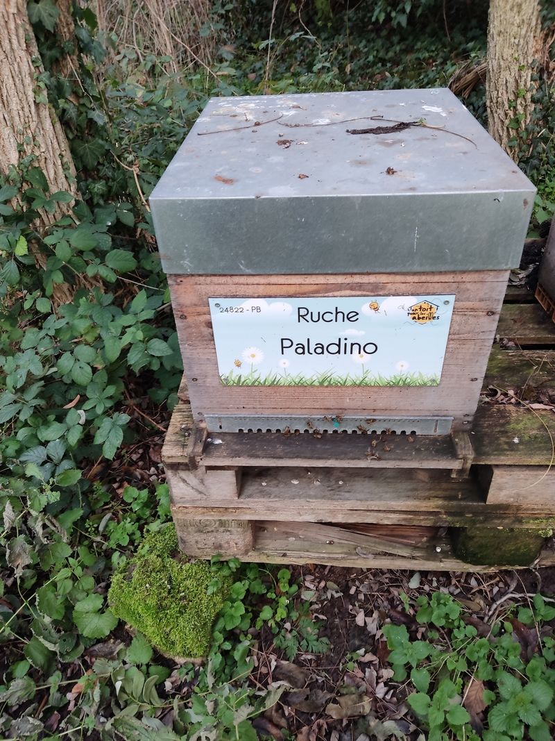 La ruche Paladino