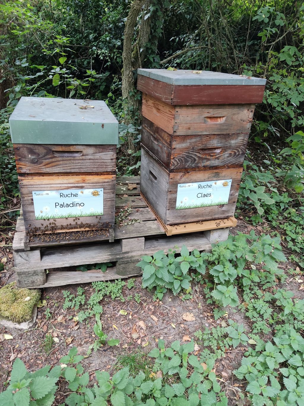 La ruche Paladino