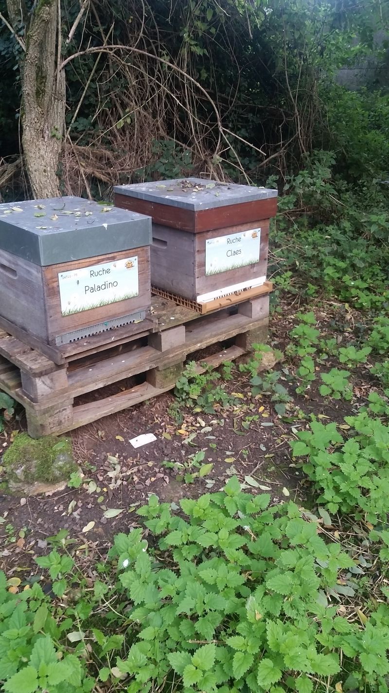 La ruche Paladino