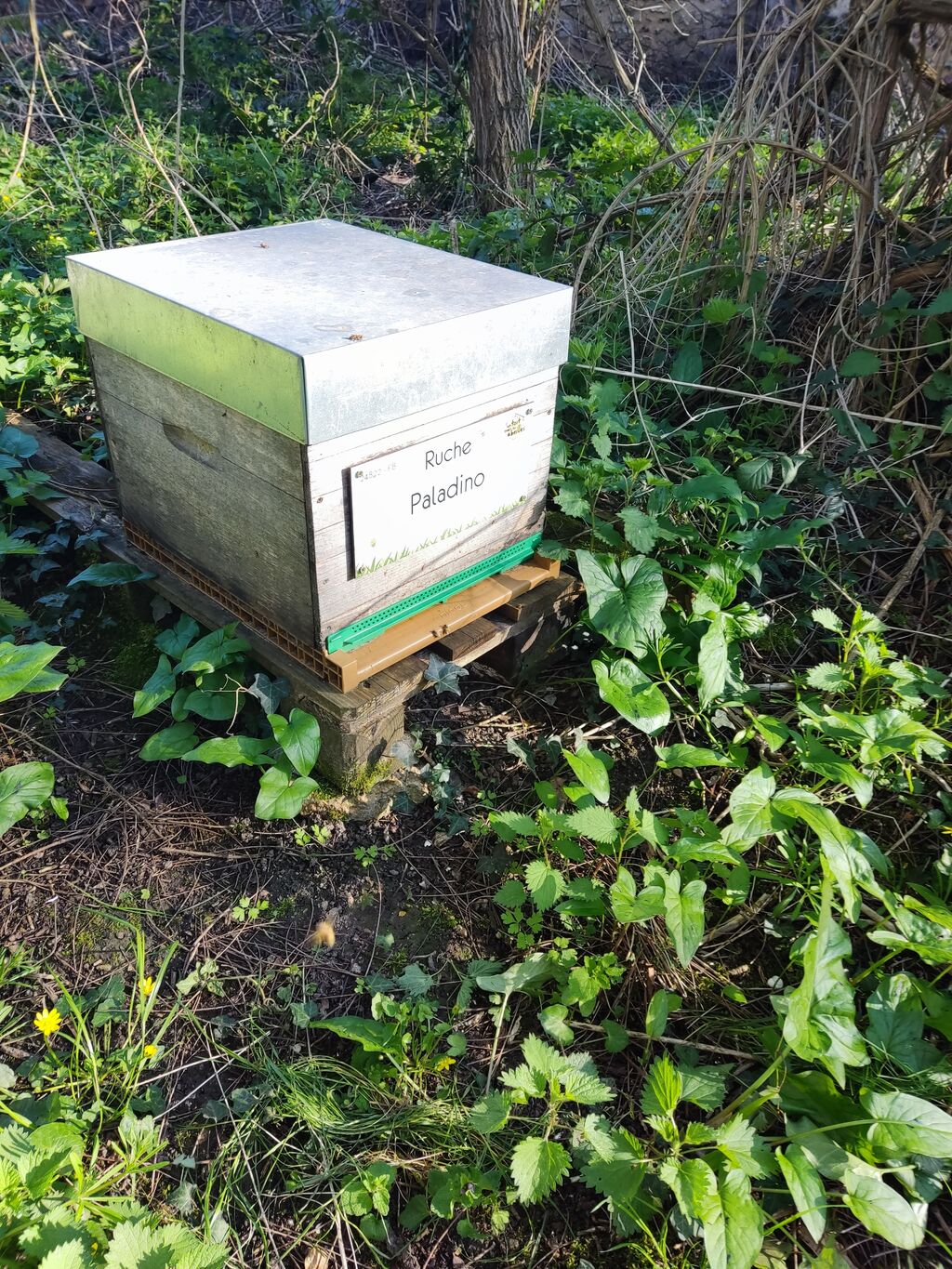 La ruche Paladino