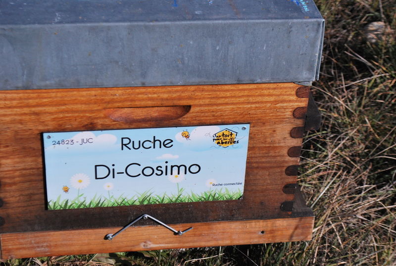 La ruche Di-Cosimo