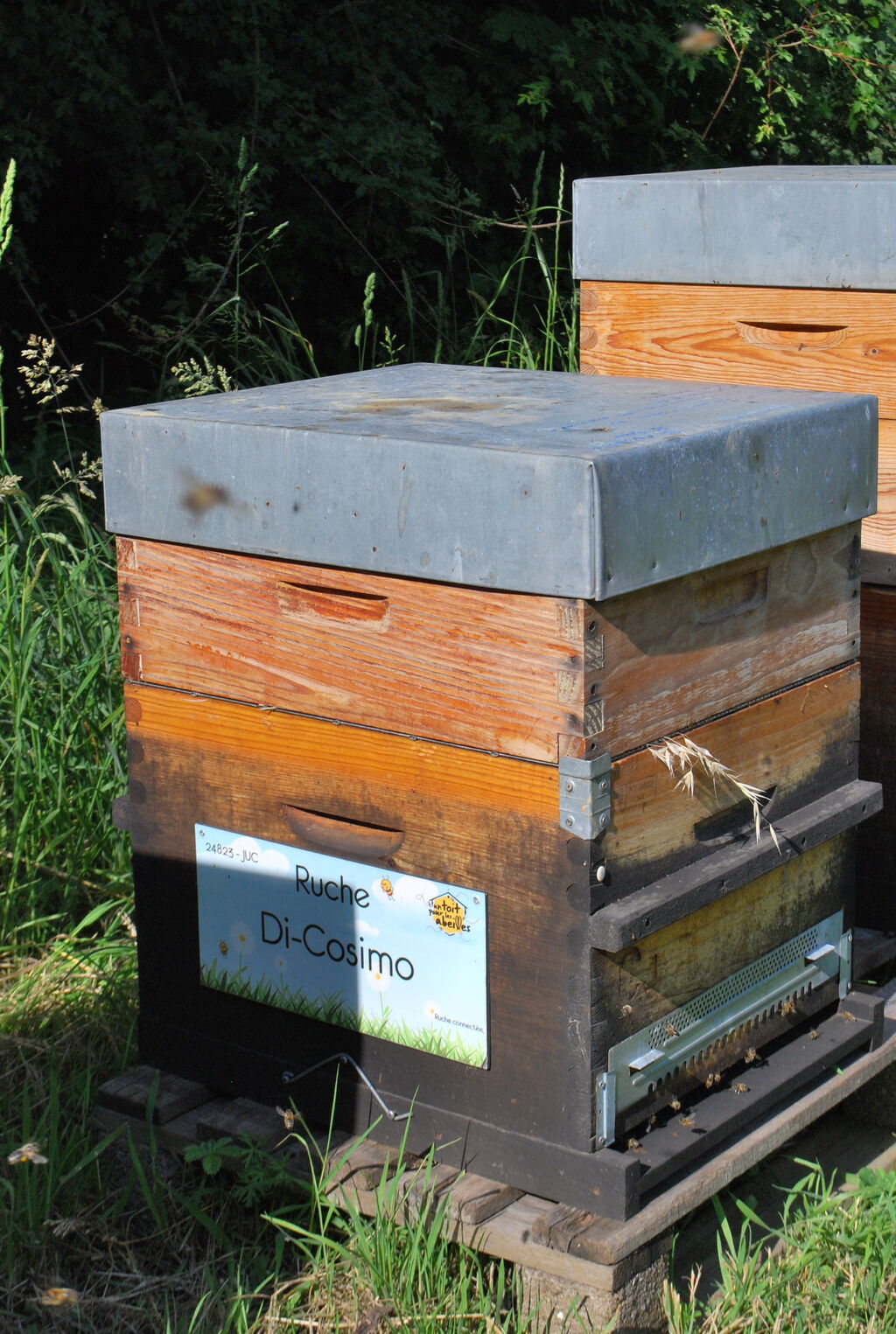 La ruche Di-Cosimo