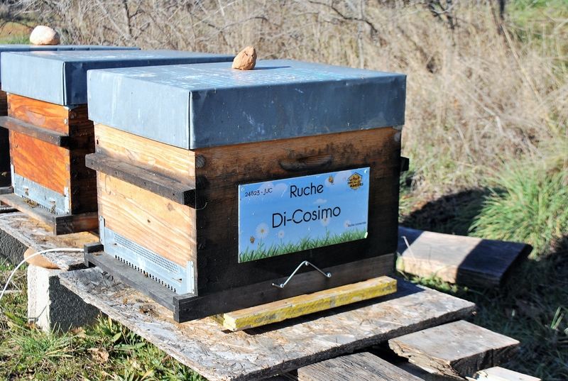 La ruche Di-Cosimo