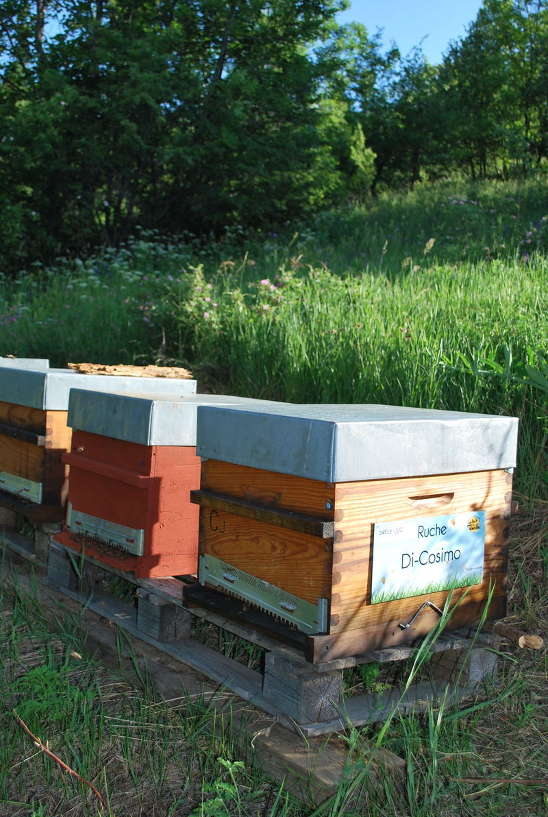 La ruche Di-Cosimo