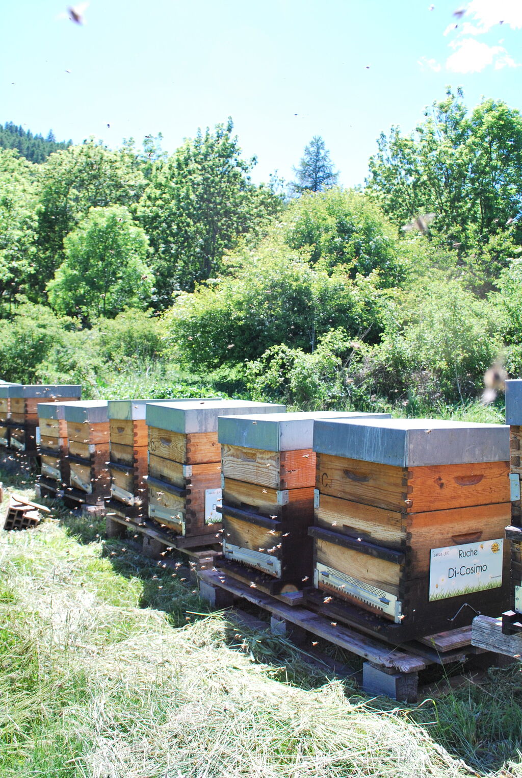 La ruche Di-Cosimo