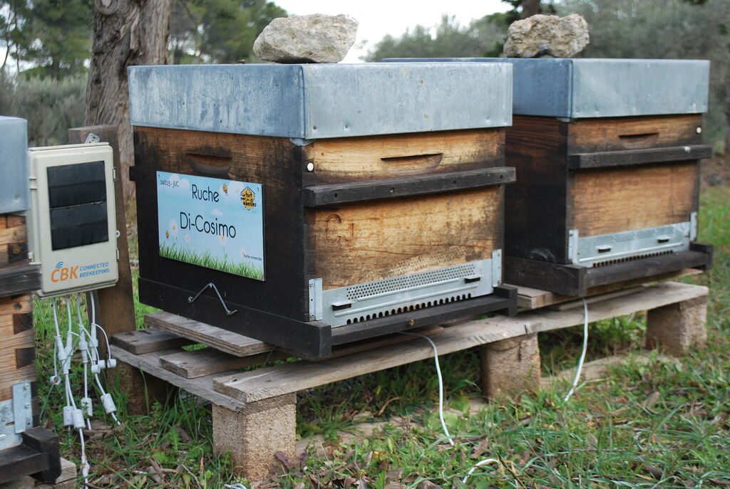 La ruche Di-Cosimo
