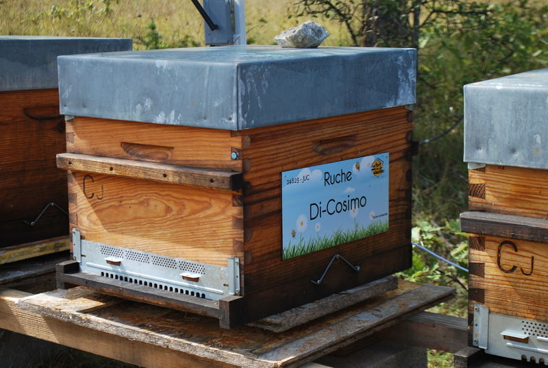 La ruche Di-Cosimo