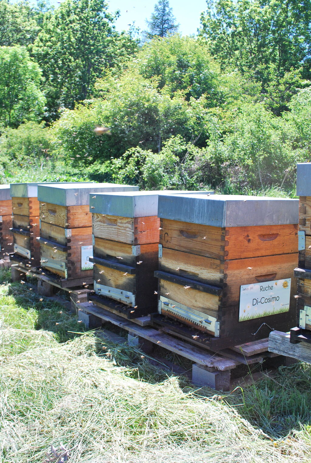 La ruche Di-Cosimo