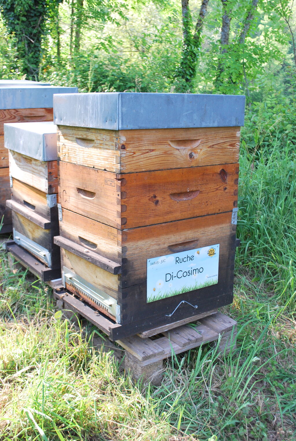 La ruche Di-Cosimo