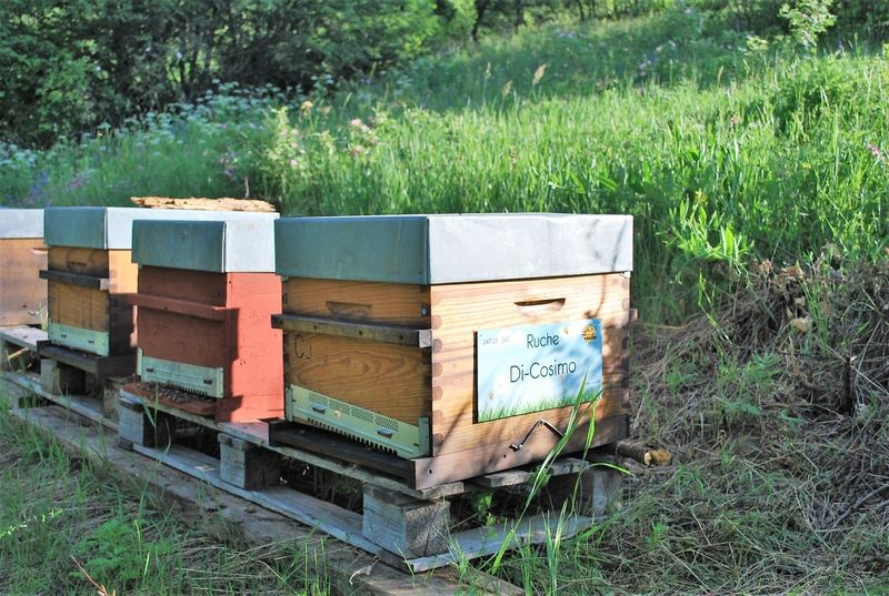 La ruche Di-Cosimo