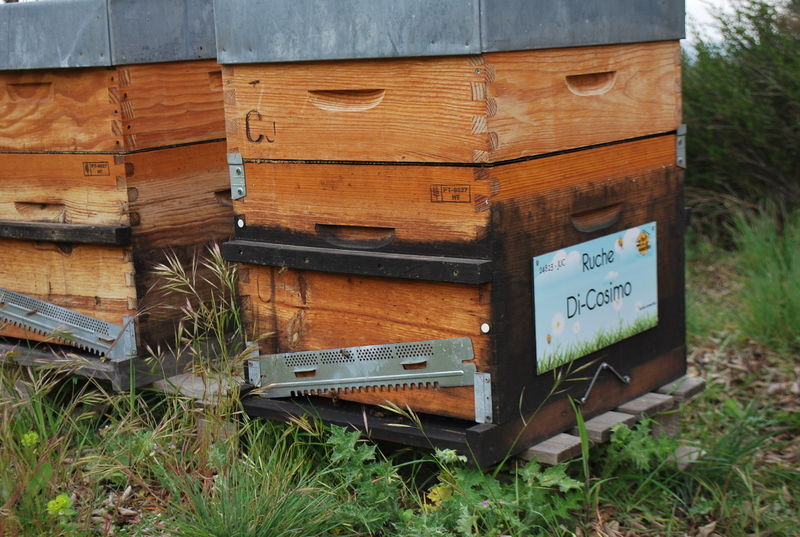La ruche Di-Cosimo