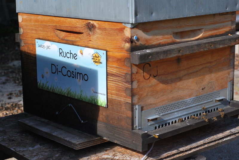 La ruche Di-Cosimo