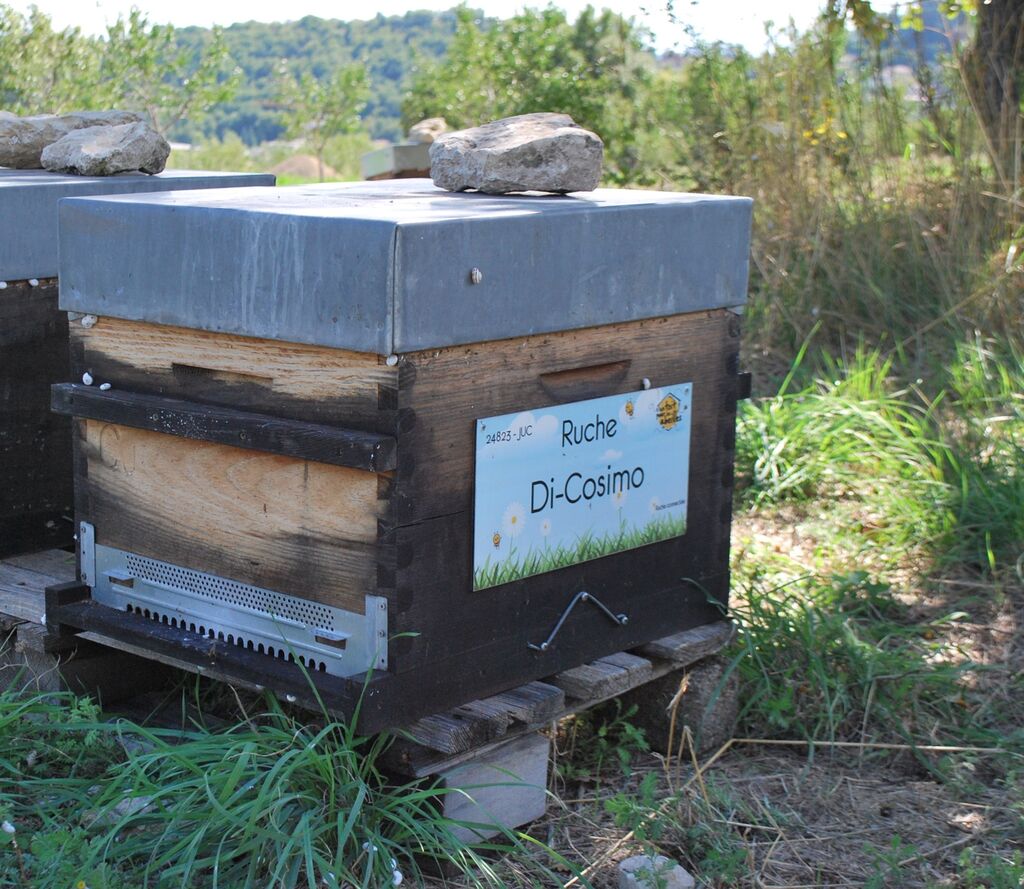 La ruche Di-Cosimo