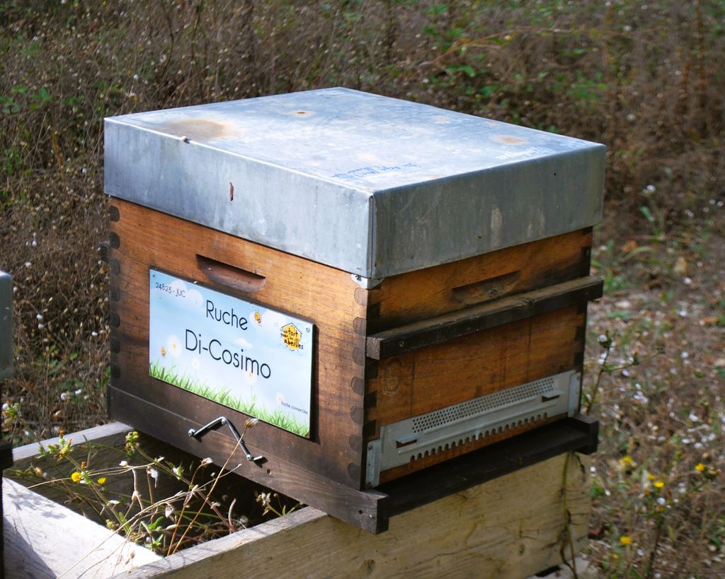 La ruche Di-Cosimo