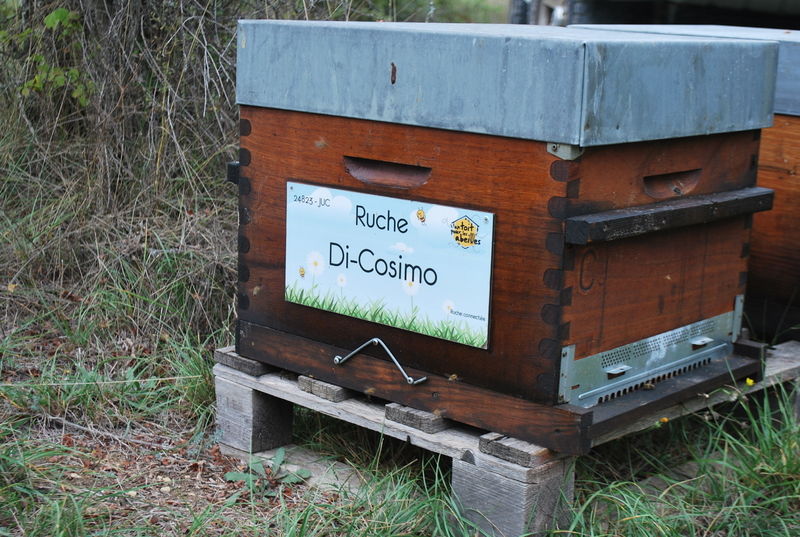 La ruche Di-Cosimo
