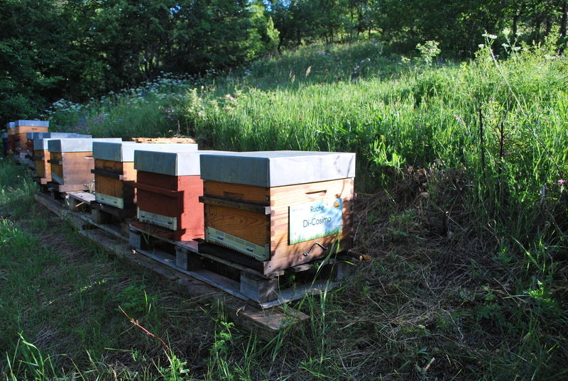 La ruche Di-Cosimo