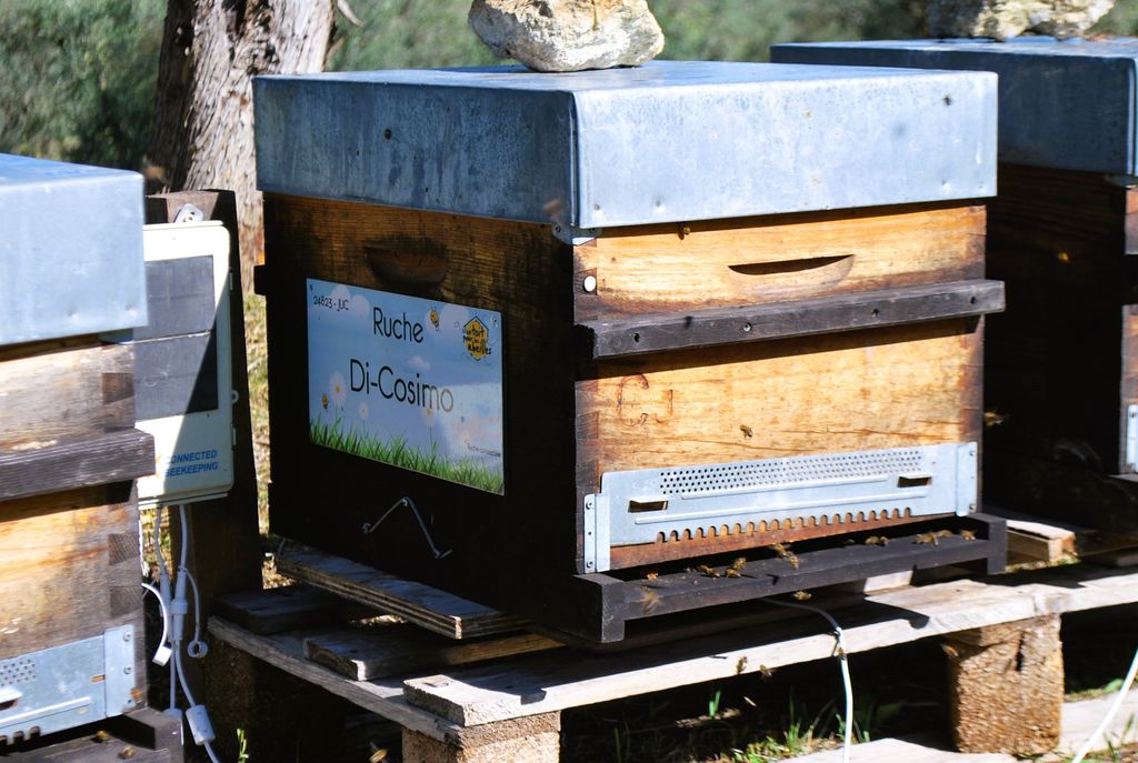 La ruche Di-Cosimo