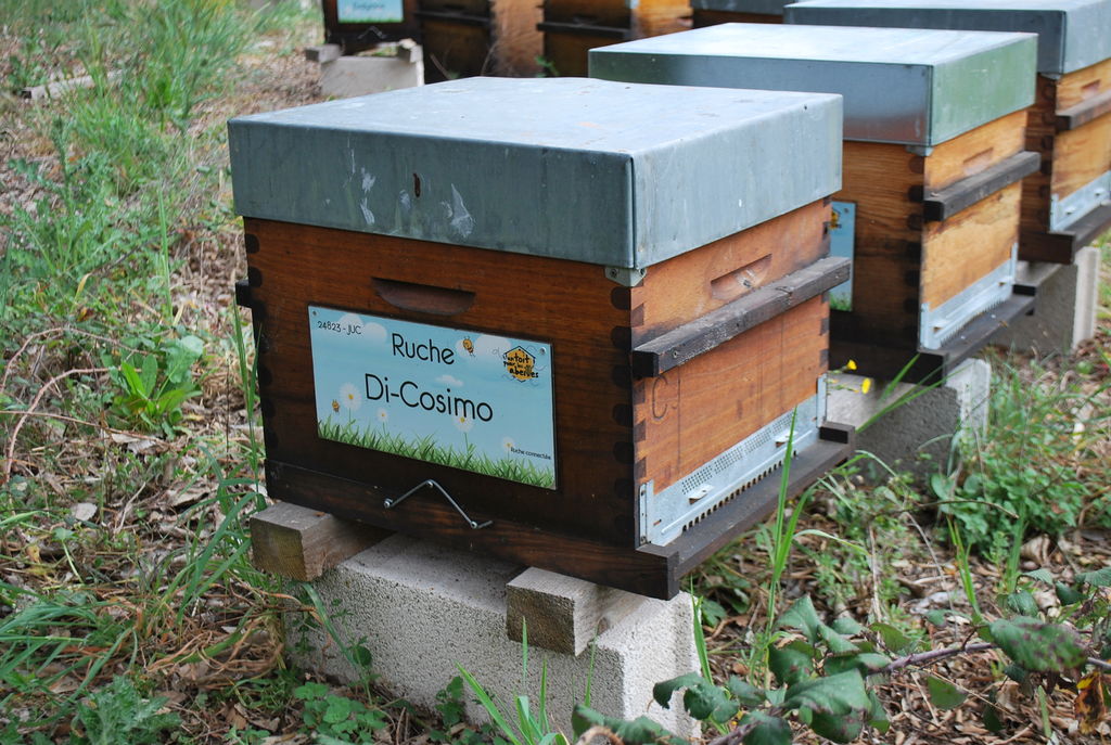 La ruche Di-Cosimo