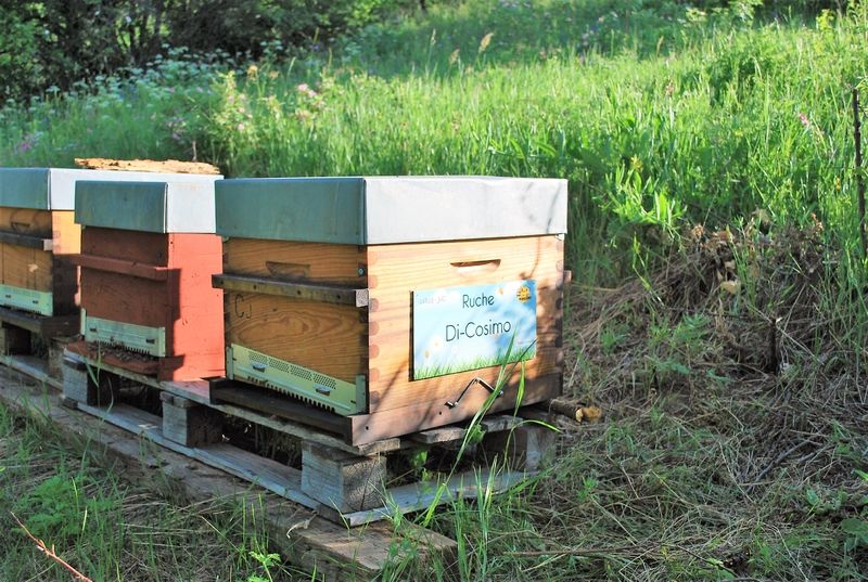 La ruche Di-Cosimo