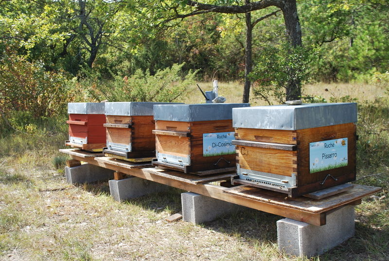 La ruche Di-Cosimo