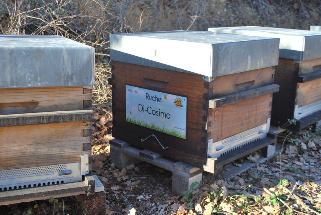 La ruche Di-Cosimo