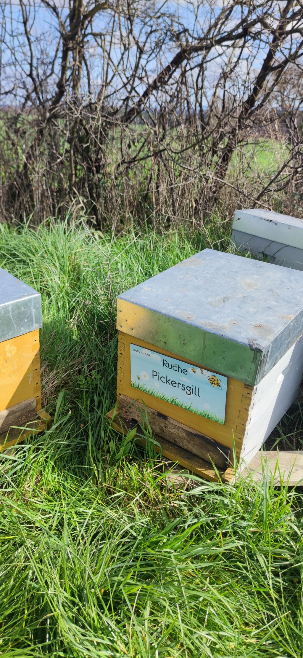 La ruche Pickersgill